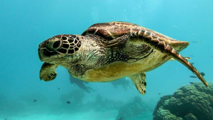 Giant Sea Turtles Are Nesting on U.S. Beaches Again&mdash;Is It a Good Sign?