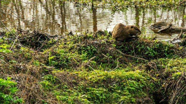 How Beavers Are Helping Rebuild Ecosystems