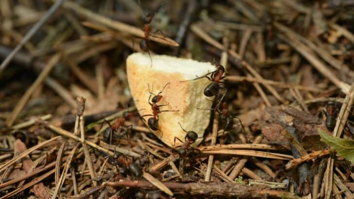 These Ants Build Living Bridges With Their Bodies