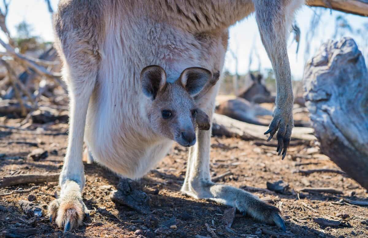 joey, kangaroo, baby, australia, marsupial, mammal, wildlife, animal, cute, wild, nature, aussie, outback, standing, fur, jump, fauna, mother, kangaroo, kangaroo, kangaroo, kangaroo, kangaroo, australia