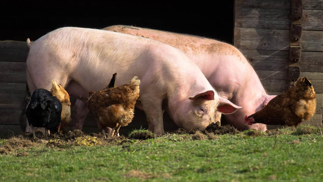 pigs, chicken, farm yard, wolf down, agriculture, cattle, pasture, farm animals, grass, rural, pigs, pigs, pigs, chicken, cattle, nature, cattle, cattle, cattle, cattle