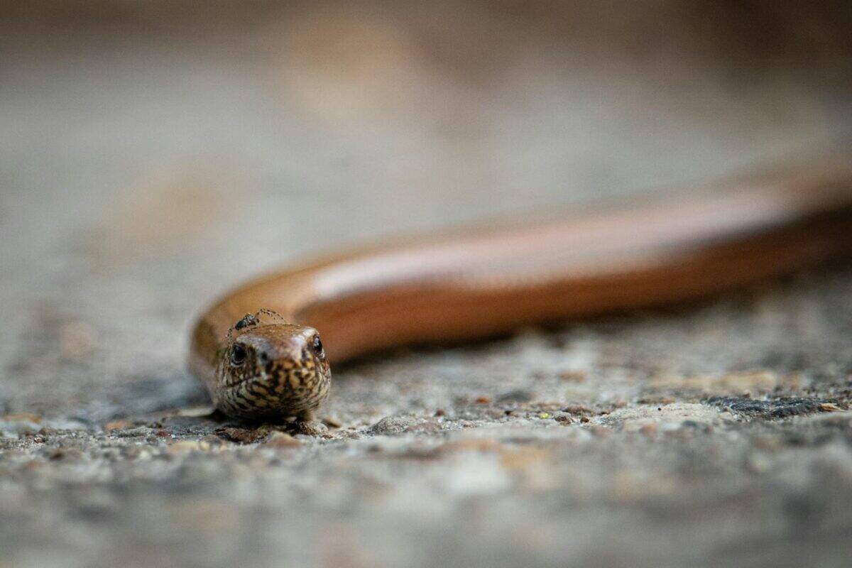Detailed view of a slow worm on a pavement in Brunssum, Netherlands.