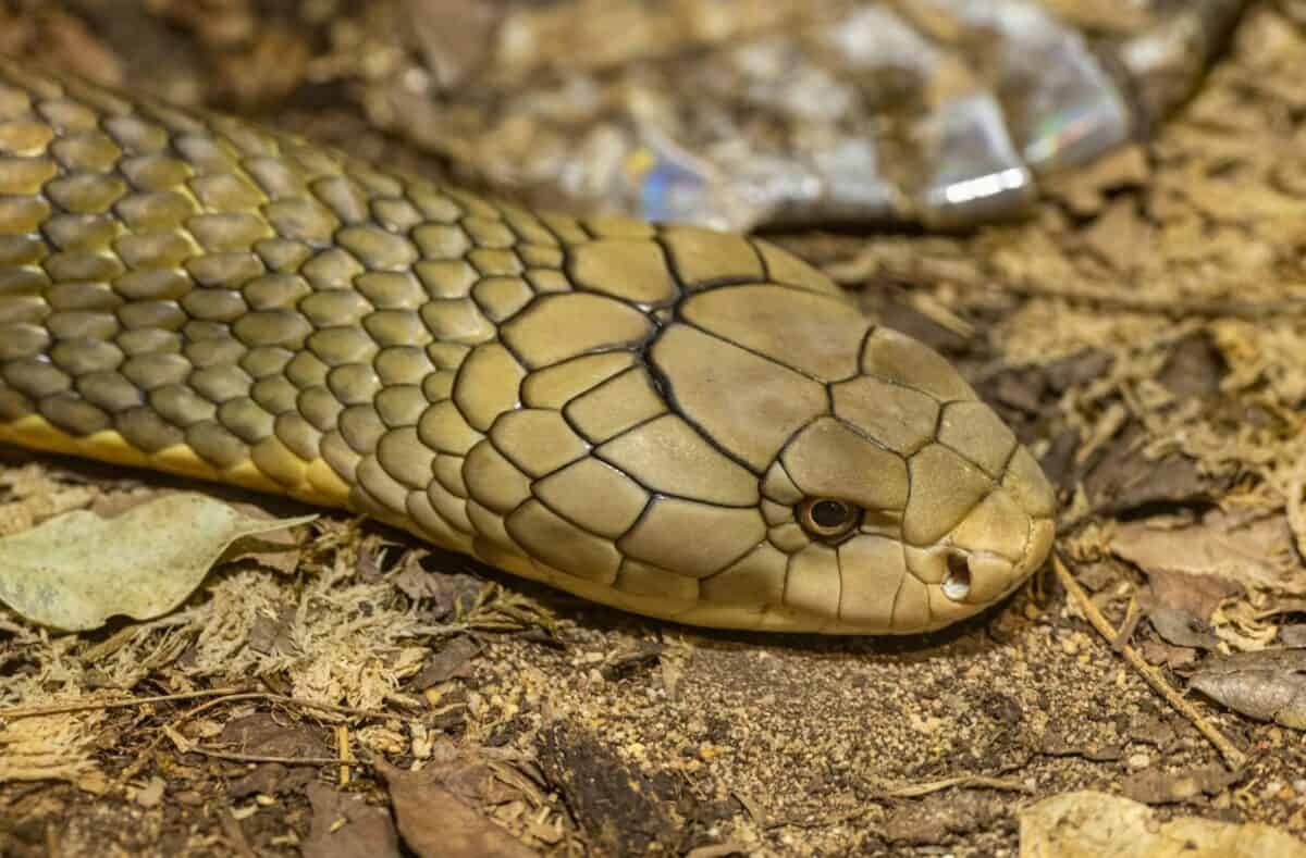 Detailed close-up of a King Cobra snake in its natural soil habitat, showcasing scales and head.