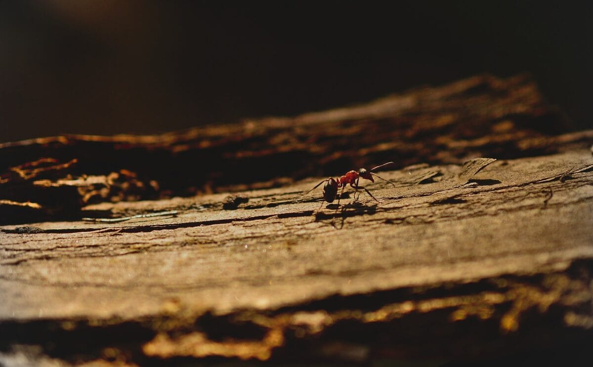 ant, wood ant, insect, hymenoptera, animal, wood, work, nature, fauna, ant, ant, ant, ant, ant