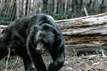 15 Times Animals Disrupted Everyday Life in the U.S.