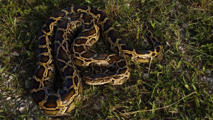 This Giant Snake Was Found in the Florida Everglades