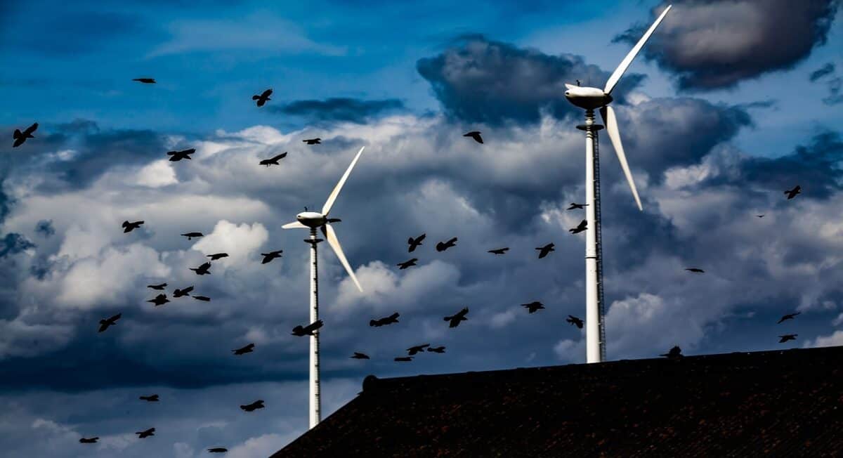 crows in cloudy sky, nature, portent, carnivora, storm clouds, carnivore, spooky, quiet, plumage, fear, prey, taxidermy, barn, bird, avian, predator, hunter, crow, blue fear, blue storm