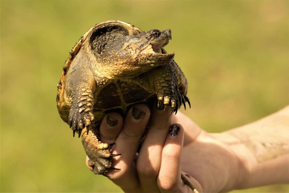 snapping turtle, girl, holding, young, open mouth, angry, snapper, turtle, sharp claws, dangerous, teeth, sharp, snapping, eyes, long neck, long claws, girl's painted fingernails, wild, reptile, nature, wildlife, snapping turtle, snapping turtle, snapping turtle, snapping turtle, snapping turtle