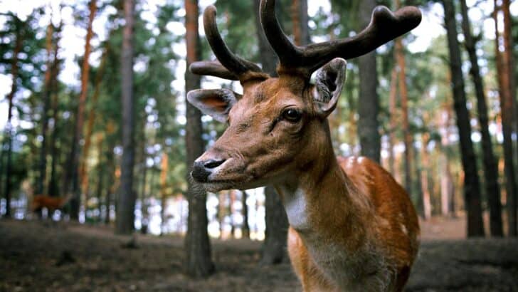Why Some Cities Are Introducing Birth Control for Deer