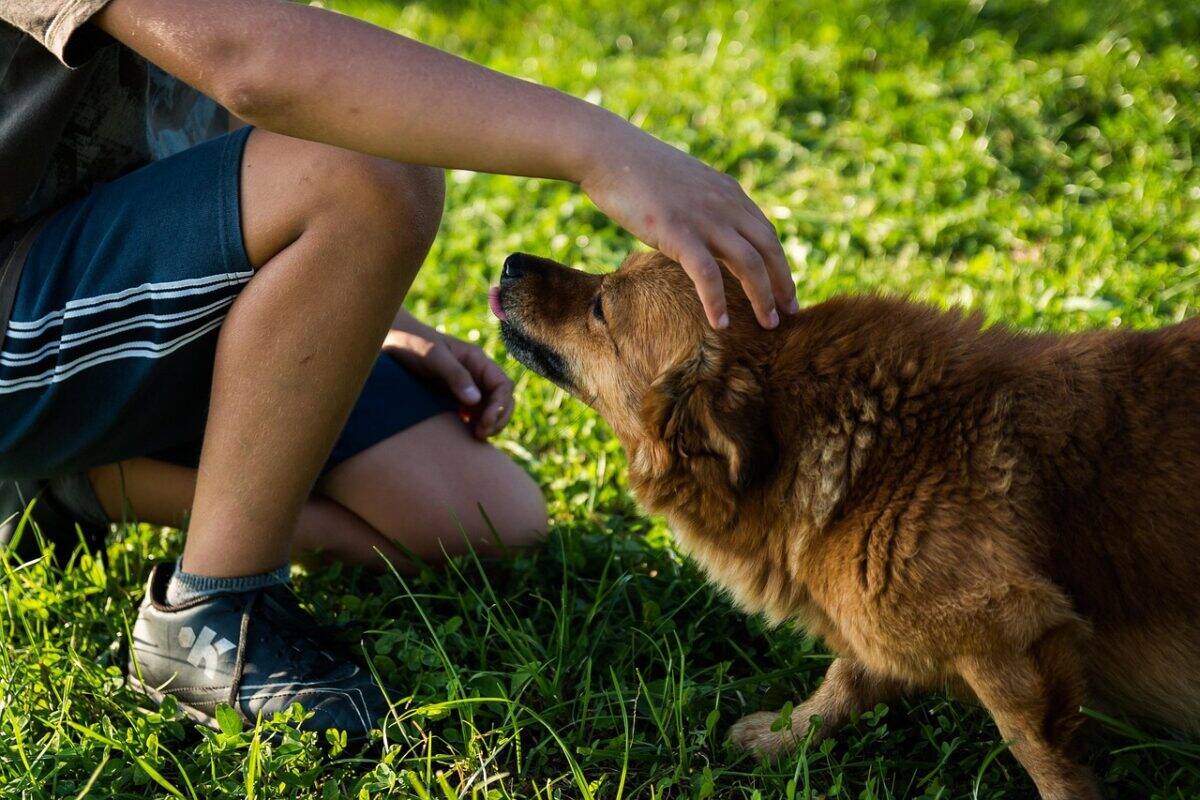dog, man, pet, owner, grass, park, field, puppy, canine, friendship, companion, friends, animal, mammal, petting, nature, dog, dog, dog, dog, dog, pet, puppy, puppy, friendship, friends, friends, friends