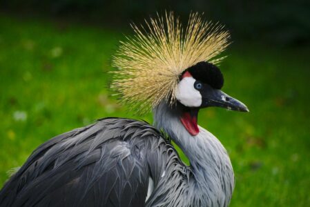 Why This African Bird Is Worshipped as a God