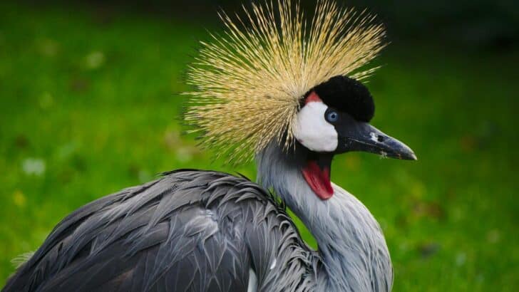 Why This African Bird Is Worshipped as a God