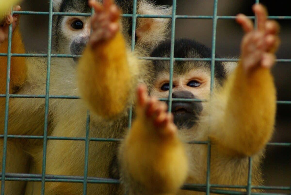 squirrel monkey, primate, save animals, monkey, mammal, human-like, exotic, wildlife, zoo, animal, pet trade, rare, nature, save, wild, brown like, squirrel monkey, save animals, save animals, save animals, pet trade, pet trade, pet trade, pet trade, pet trade