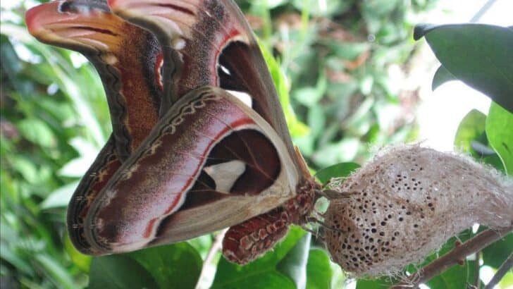 The World’s Largest “Butterfly” (10 inches Wide) Looks Like a Snake—Here’s Why