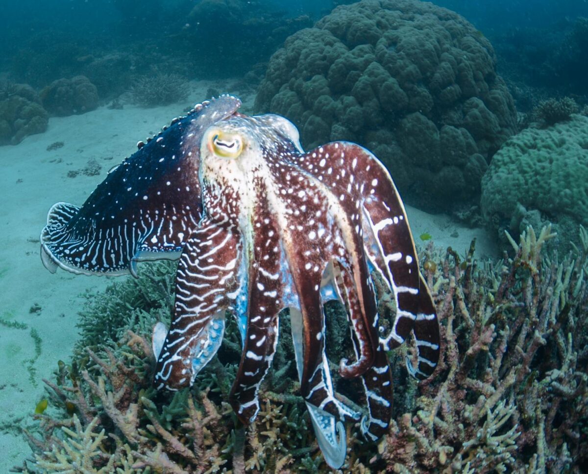A vibrant cuttlefish gracefully swims above a coral reef in Australia, showcasing rich marine life.