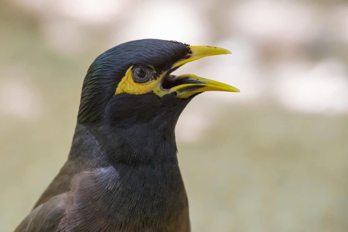 common myna, acridotheres tristis, starling, sparrow, forest, jungle, bird, wildlife, tree, summer, thailand, leaf, nature, animal, beak, outdoors, bird watching, small, branch, close-up, one animal, beauty in nature, animals in the wild, feather, perching, common myna, common myna, common myna, common myna, common myna