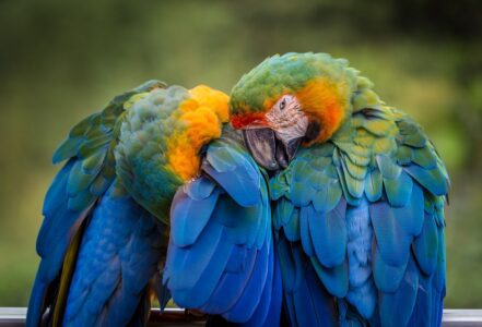 Parrots Can Learn to Count