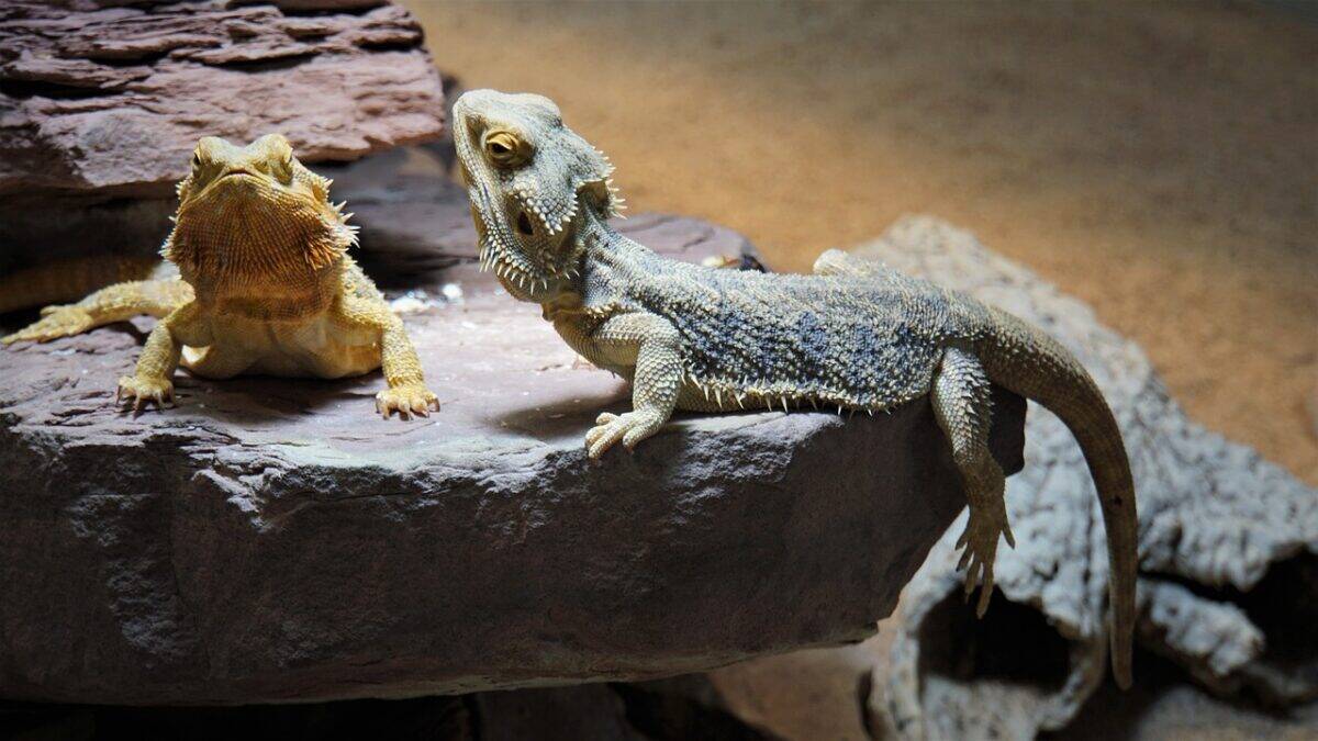 bearded dragon, terrarium, domestic animal, reptile, animal, lizard, creature, wildlife, dandruff, tail, spur, prickly, dear, portrait, cute, trustful, attentive, reptiles, exotic, warm, biodiversity, stone, terraristik, brown grey, love, bearded dragon, bearded dragon, bearded dragon, bearded dragon, nature, bearded dragon