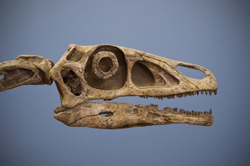 Dinosaur Skull