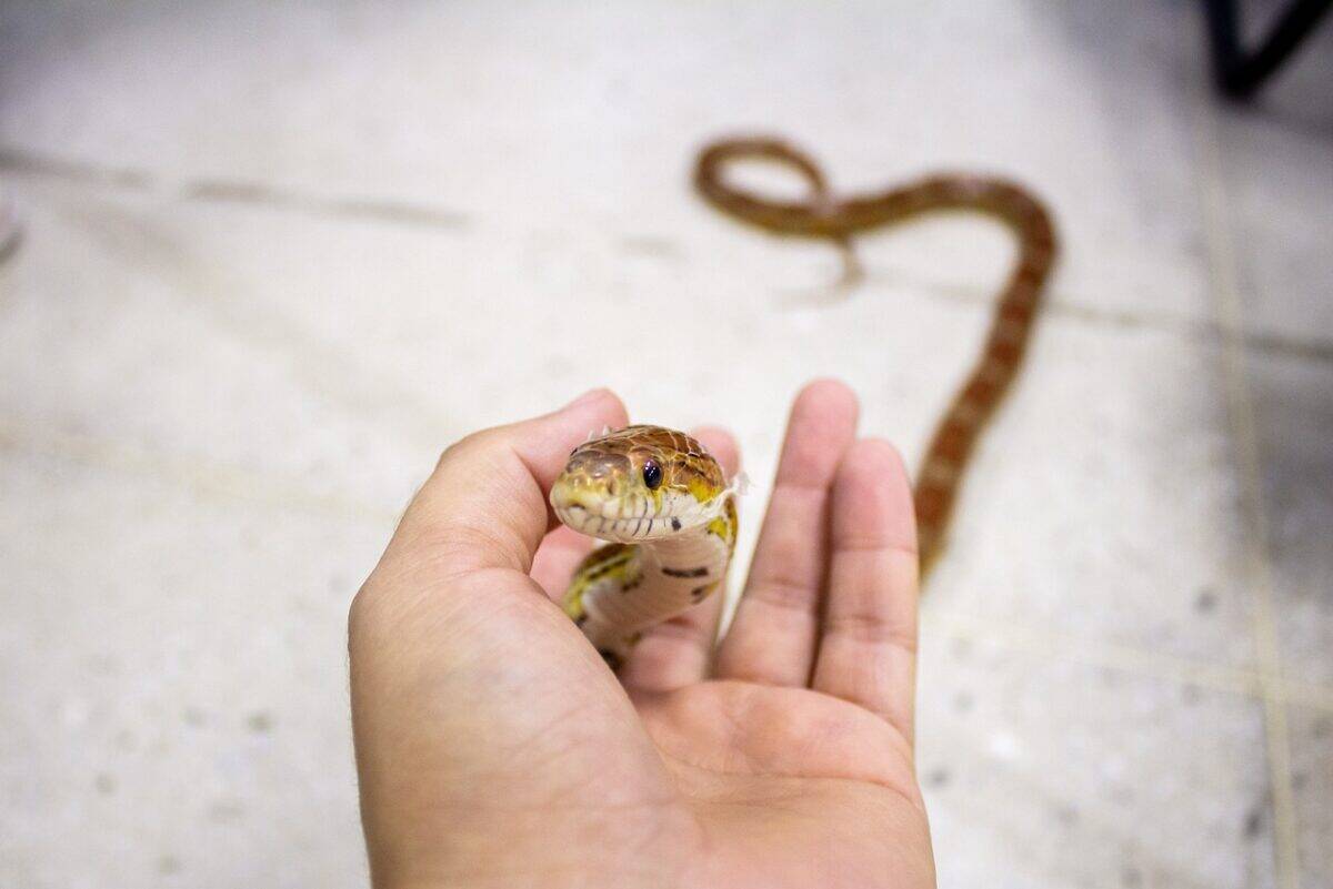 snake, corn snake, pet, silvestre, r&eacute;ptil, corn snake, corn snake, corn snake, corn snake, corn snake