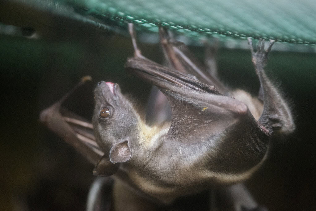 Fruit Bat Africa