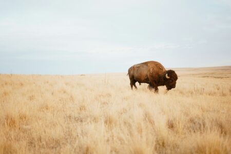 How Bison Are Reshaping the American Prairie