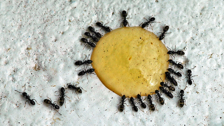 This Ant Can Lift 50 Times Its Weight