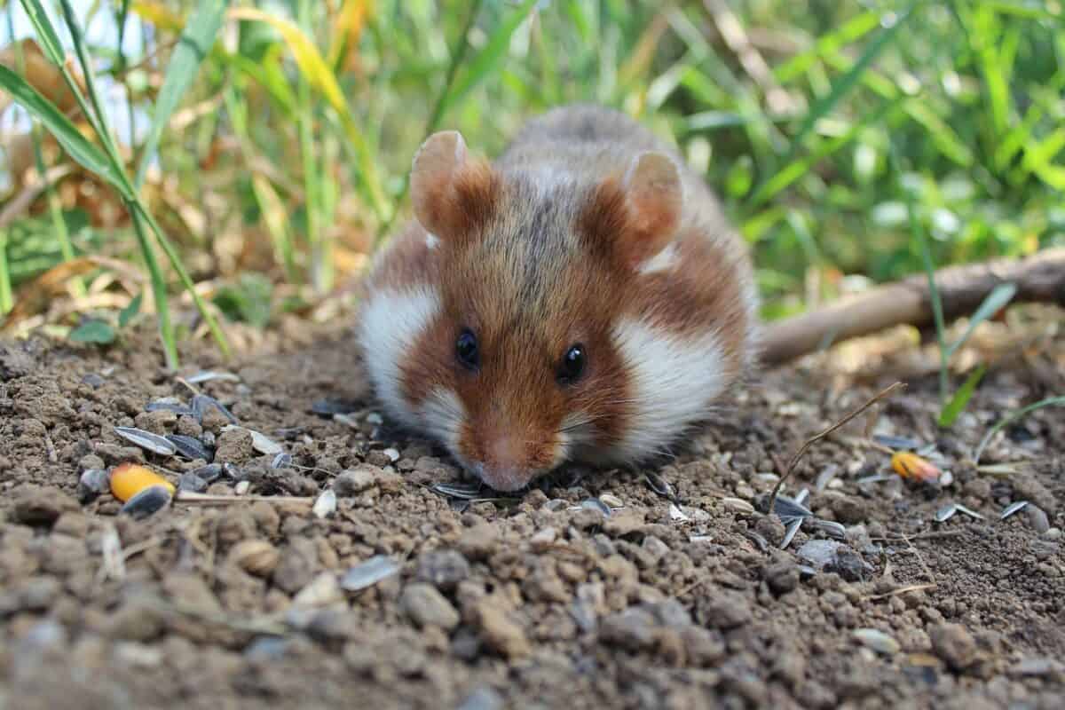 hamster, nature, animal, hamster, hamster, hamster, hamster, hamster