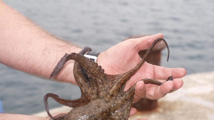 This Octopus’s Brain Is Distributed Across Its Arms