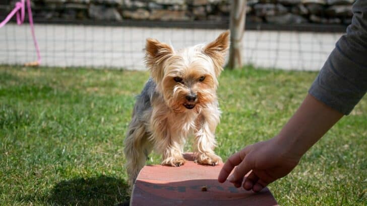When Does Animal Training Cross the Line?