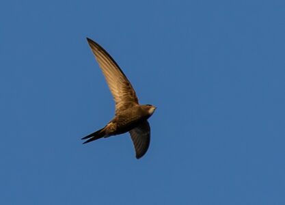 This Bird Can Migrate Without Ever Landing
