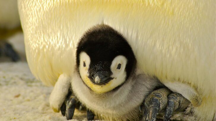 Close-up of a cute emperor penguin chick nestled under its parent in the Antarctic snow.