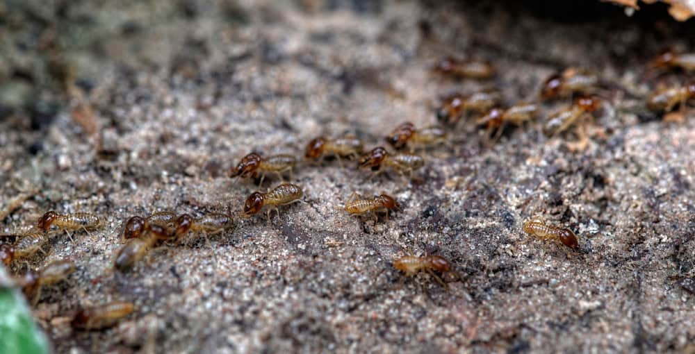 Termite