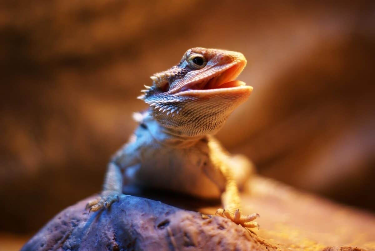 bearded dragon, dragon, lizard, reptile, exotic, lizards, bearded dragon, bearded dragon, bearded dragon, bearded dragon, bearded dragon