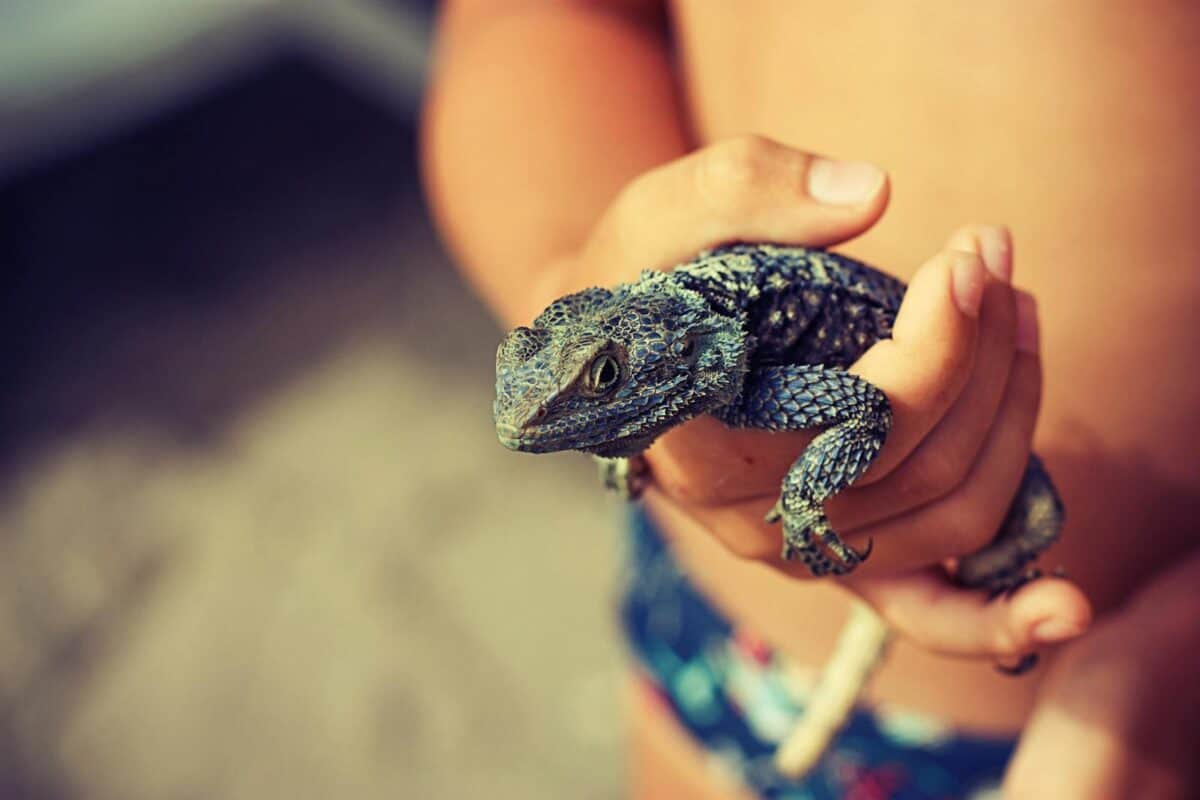 Close-up of a child holding a textured lizard outdoors, showcasing details and texture.