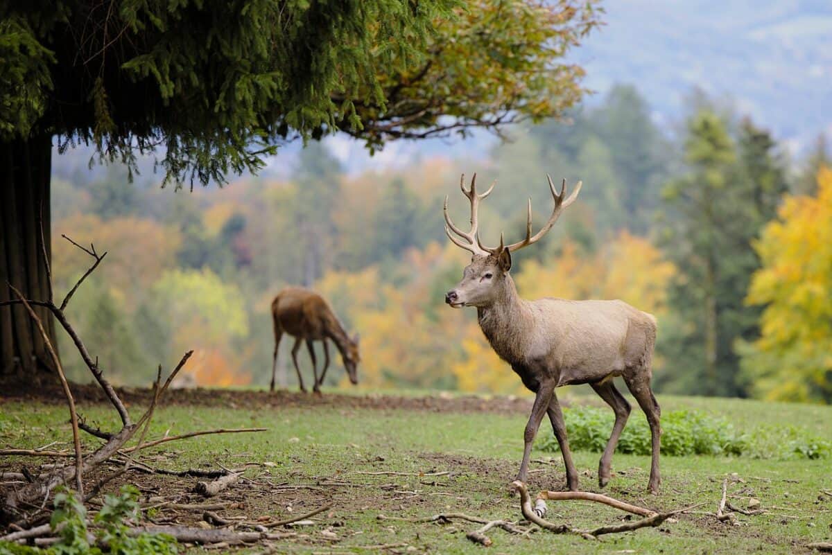 deer, animal, nature, cervidae, antlers, ruminant, mammal, wildlife, fauna, wilderness, forest, deer, deer, deer, deer, deer