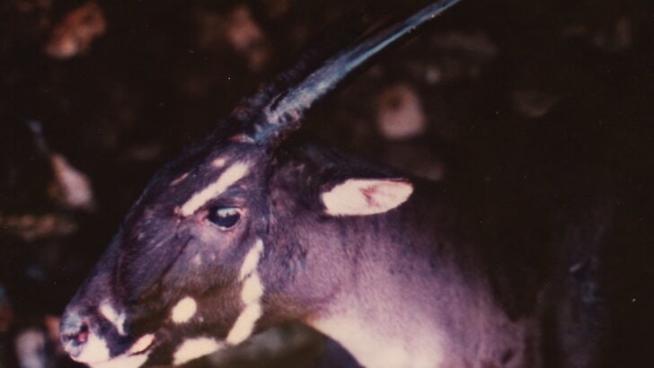The Global Effort to Save the Saola, Asia’s “Unicorn”