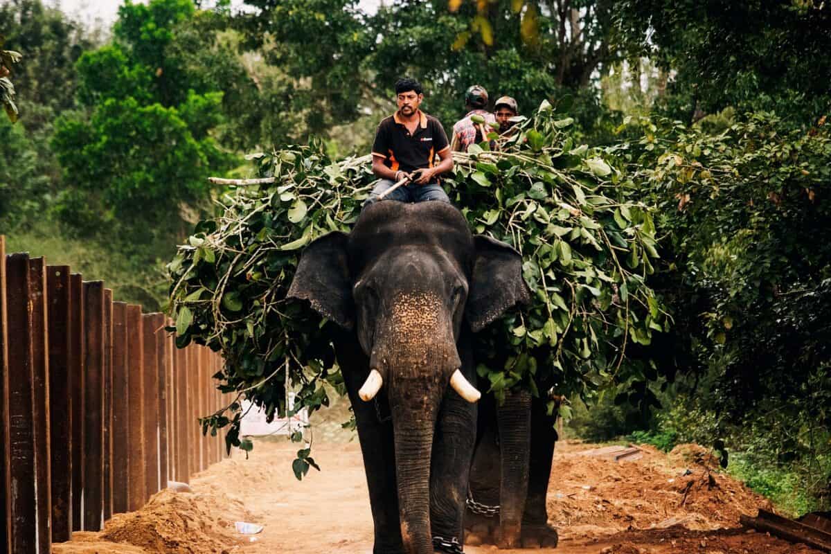 elephants, people, ride, nature, elephant ride, leaves, foliage, harvest, elephant trunk, elephant tusks, riding, asian elephants, dubare elephant camp, elephant ride, elephant ride, elephant ride, elephant ride, elephant ride