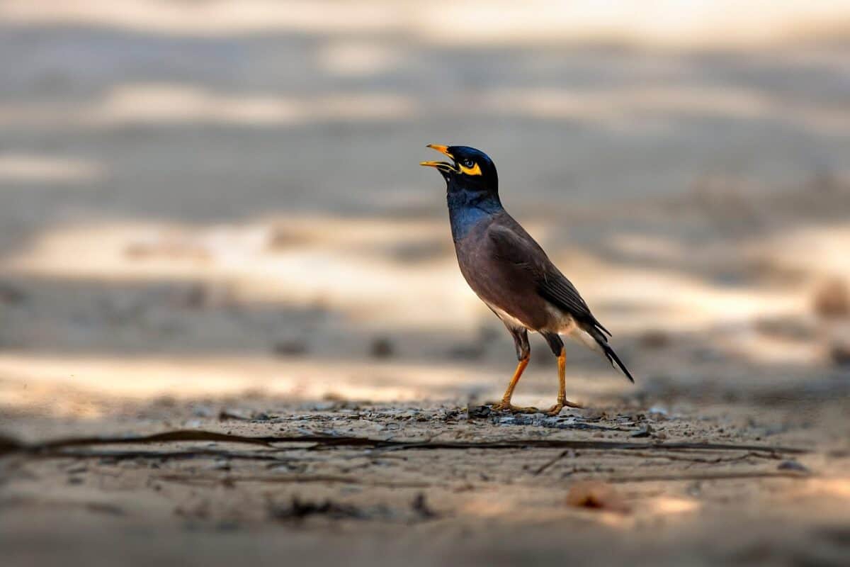 myna, bird, ground, common myna, acridotheres tristis, animal, wildlife, small, beauty in nature, nature, closeup, myna, myna, myna, myna, myna, common myna, common myna