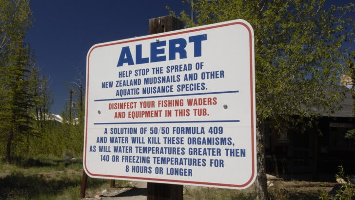 Could This Fish Be Spreading Through Every U.S. River?