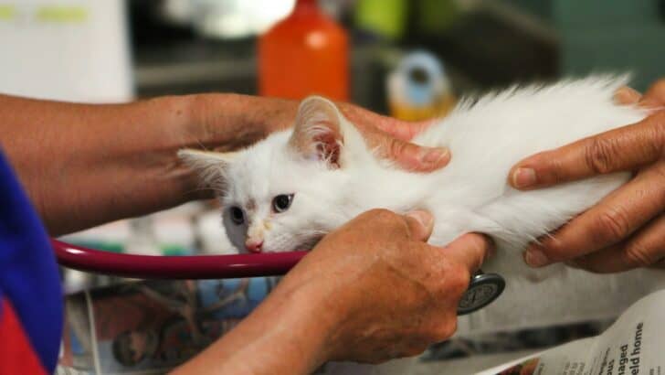 The Importance of Regular Vet Visits for Your Pet&rsquo;s Health
