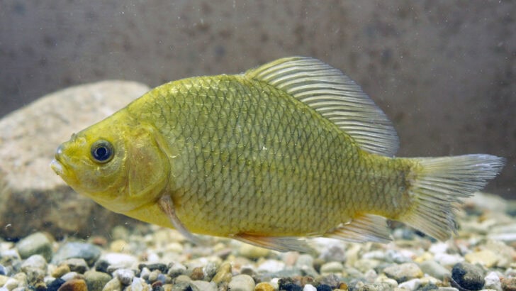 The Animal That Can Survive Without Oxygen for Hours