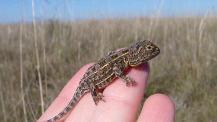 From Extinct to Alive: The Victorian Grassland Earless Dragon’s Surprising Comeback Story