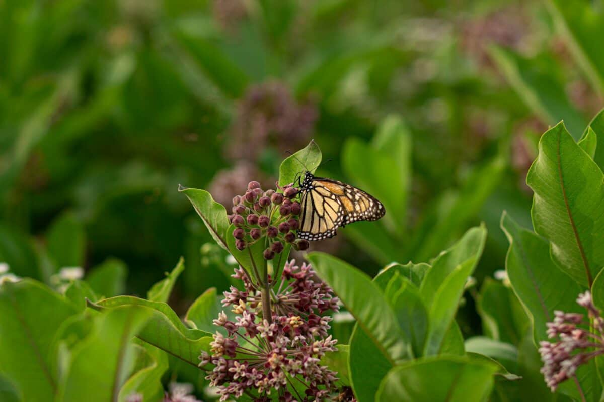 monarch butterfly perched on pink flower in close up photography during daytime
