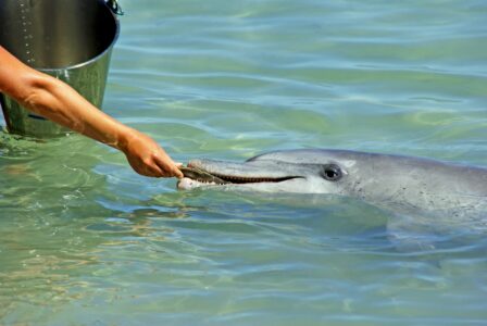 Why Dolphins Are Considered the Most Intelligent Marine Animals