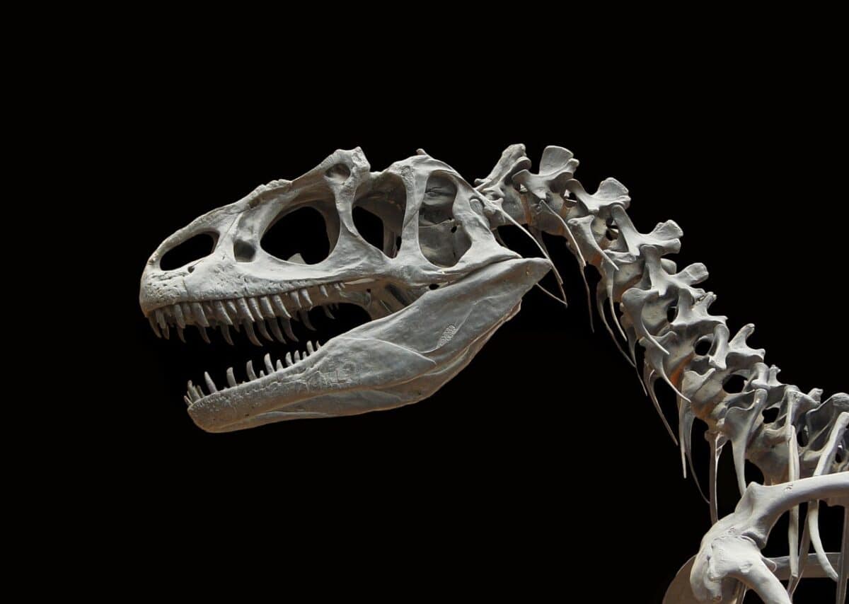 dinosaur, allosaurus, skeleton, bone, primeval times, law, skull, carnosauria, allosauridae, whirl, excavation, palaeonthologie, archaeology, teeth, dangerous, carnivores, dinosaur, dinosaur, dinosaur, dinosaur, dinosaur
