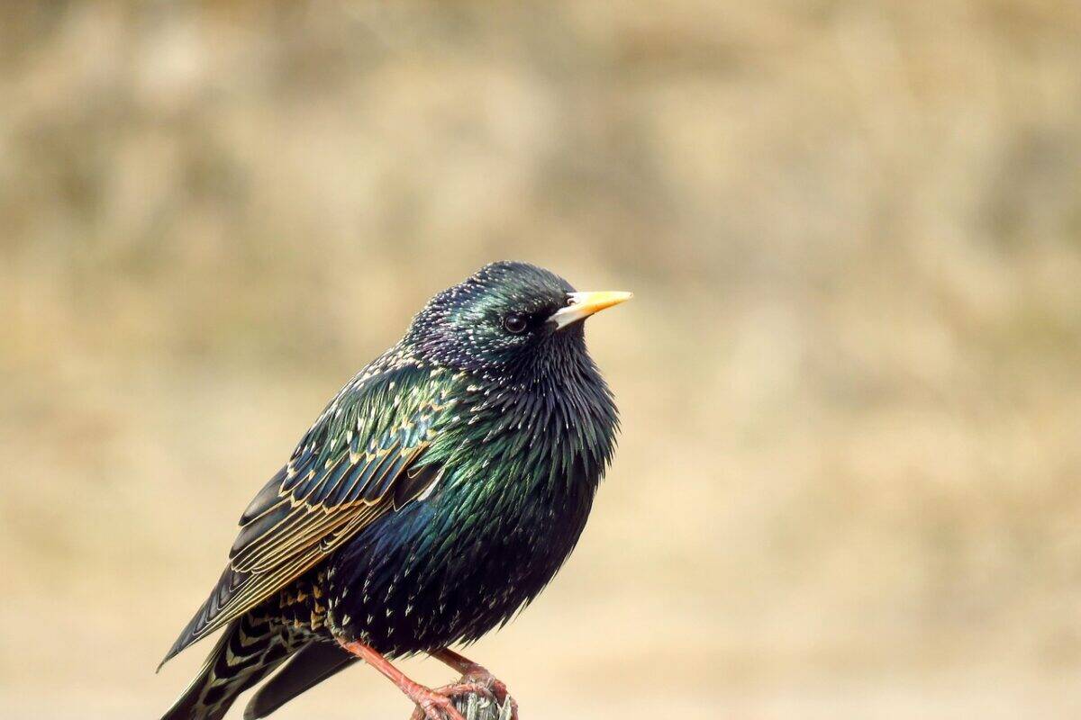 starling, bird, animal, perched, wildlife, beak, feathers, plumage, nature, birdwatching, starling, starling, starling, starling, starling