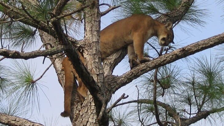 Florida Panthers Are Making a Comeback
