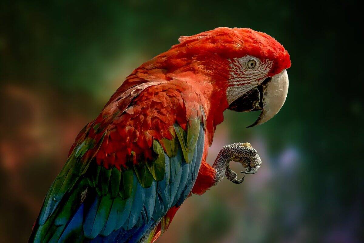 parrot, bird, feathers, plumage, colorful, beak, claw, bill, ave, avian, close up, wildlife, wildlife photography, nature, animal world, parrot, parrot, parrot, parrot, parrot