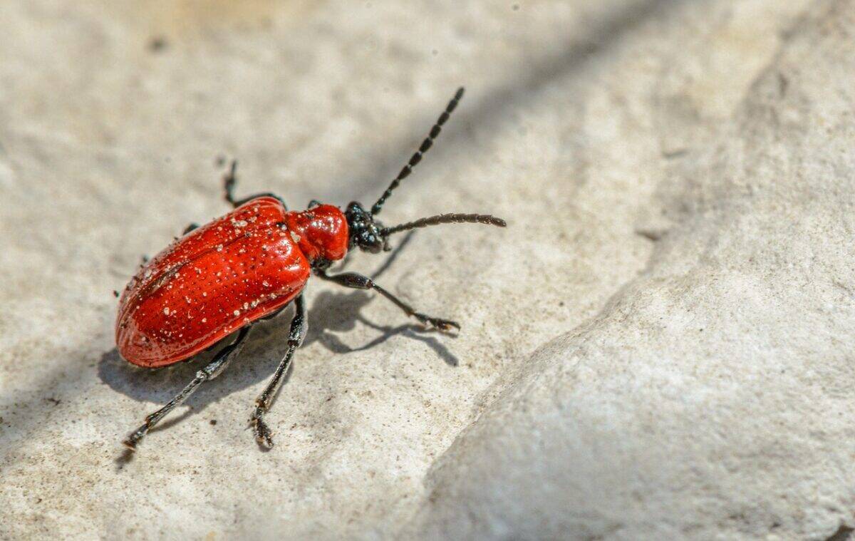 scarlet lily beetle, beetle, insect, red lily beetle, lily leaf beetle, lily beetle, leaf beetle, pest, nature, macro, closeup, beetle, beetle, beetle, beetle, beetle